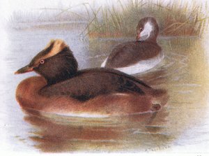 Somormujo lavanco de Archibald Thorburn